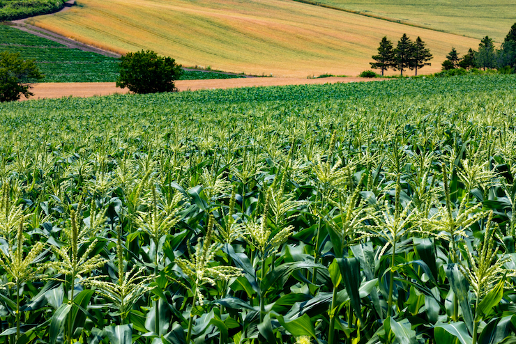 植物ホルモンとは？種類とそれぞれの特徴、用途