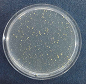 NISSHA-抗菌機能付きIMD成形品非抗菌加工品_黄色ブドウ球菌