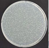 NISSHA-非抗菌加工品_大腸菌