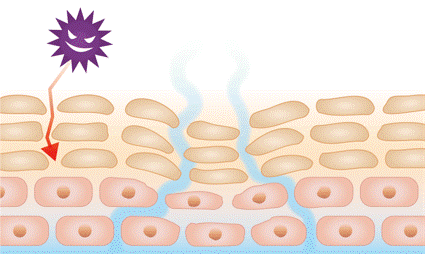 角質層が高分子を通しにくい理由